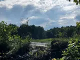 photo of marsh on other side of beaver dam
